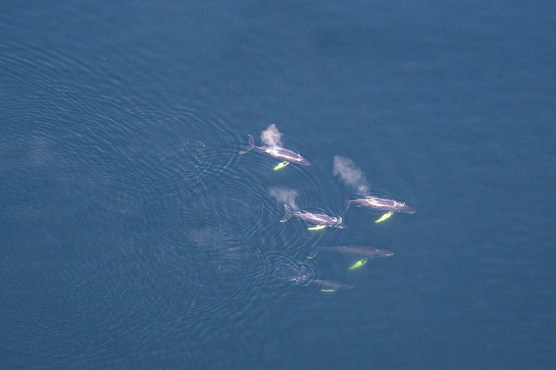Quelle est la meilleure période pour voir les baleines à Tadoussac ?