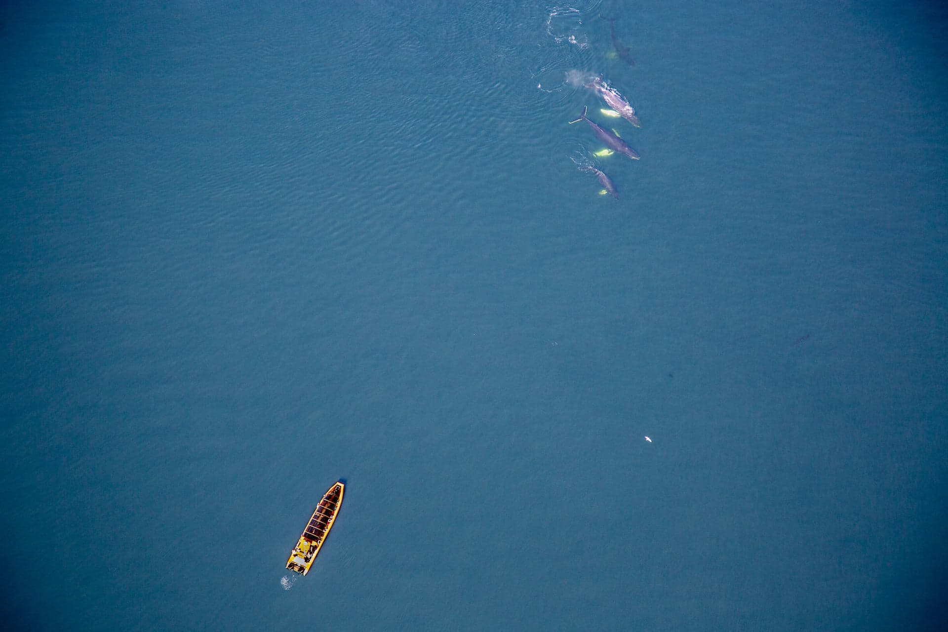 Observer les baleines : grand bateau, zodiac ou avion ?