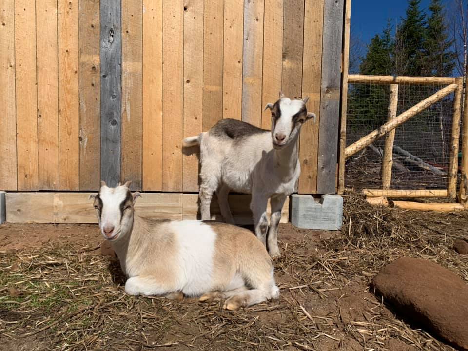 2 goat