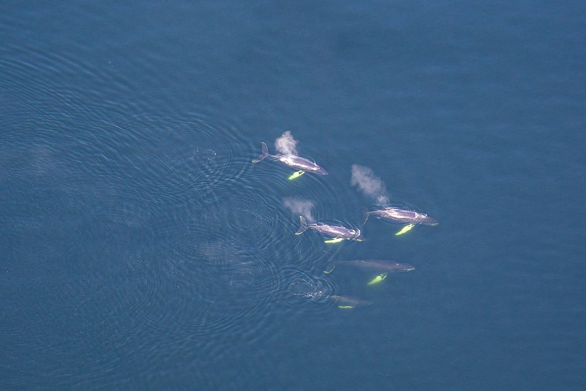 Groupe de 5 baleines